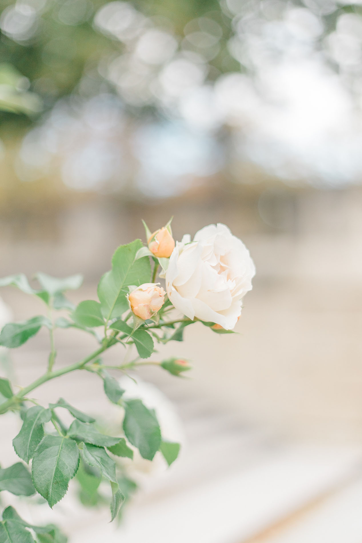 Destination Family Session in Paris at Jardin des Tuileries - Kristin ...